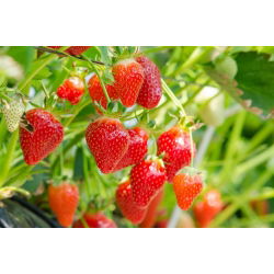 Jordgubbe - Rainbow Treasure F1 - 5 frön - Fragaria ×ananassa