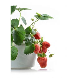 Jordgubbe - Rainbow Treasure F1 - 5 frön - Fragaria ×ananassa