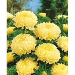 Gele pioenaster - 500 zaden - Callistephus chinensis