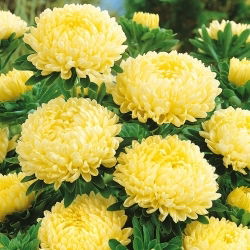 Gele pioenaster - 500 zaden - Callistephus chinensis