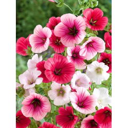 Sladkovina, letni malope, maloppi, vijolični španski slez - 270 semen - Malope trifida - semena