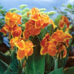 美人蕉狂欢节 - 洋葱/块茎/根 - Canna