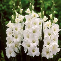 Gladiolus Putih XXL - 5 bebawang