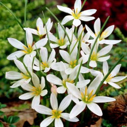 Zephyranthes Candida - pakke med 10 stk