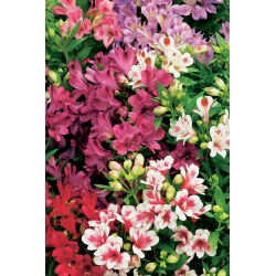 Alstroemeria