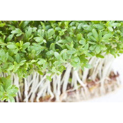 BIO - semenski kalčki - certificirana organska semena; Cardamine - 13500 semen - Lepidium sativum 