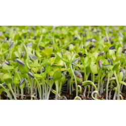 BIO - Semena sončničnega kaljenja - certificirano ekološko seme - Helianthus annuus