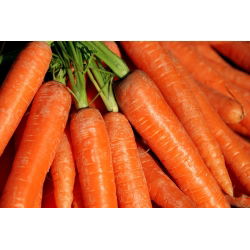 Porkkana - Berlikumer - BIO - 4250 siemenet - Daucus carota ssp. sativus