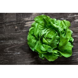 BIO - salata "Kraljica svibnja" - certificirano organsko sjeme - 450 sjemenki - Lactuca sativa L. var. Capitata - sjemenke