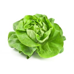 BIO - salata "Kraljica svibnja" - certificirano organsko sjeme - 450 sjemenki - Lactuca sativa L. var. Capitata - sjemenke