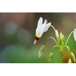 Dodecatheon, album streljačkih zvijezda - lukovica / gomolj / korijen - Dodecatheon meadia