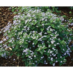 Brunnera Macrophylla