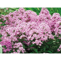 Пхлок - Неонска бакља - 1 ком - Phlox
