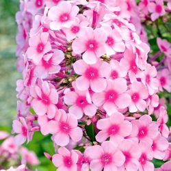Пхлок - Неонска бакља - 1 ком - Phlox