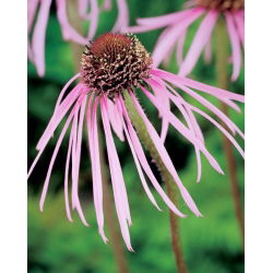 Ехінацея, Coneflower Pallida - цибулина / клубень / корінь - Echinacea pallida