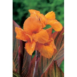 Canna, Blumenrohr Durban