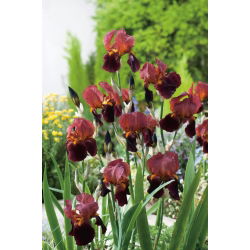 Iris germanica Queeche - umbi / umbi / akar