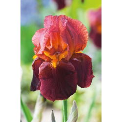 Iris germanica Queeche - umbi / umbi / akar