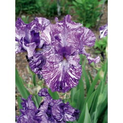 Iris germanica Batik - umbi / umbi / akar