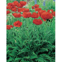 Oriental poppy – Papaver orientale – 1 pc
