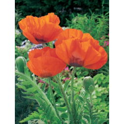 Oriental poppy – Papaver orientale – 1 pc