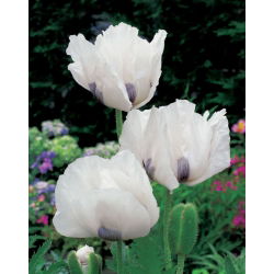 Папавер, Поппи Роиал Веддинг - булб / тубер / роот - Papaver orientale