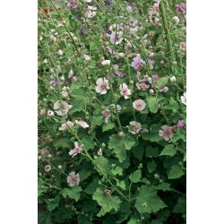 Stokkrose - Parkfrieden - Alcea 