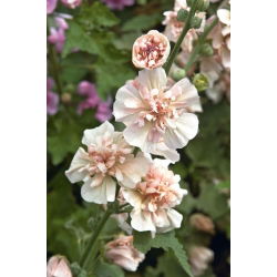 Stokkrose - Parkfrieden - Alcea 