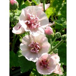 Stokkrose - Parkfrieden - Alcea 