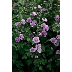 Stokkrose - Parkrondell - Alcea 