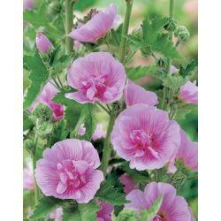 Stokkrose - Parkrondell - Alcea 