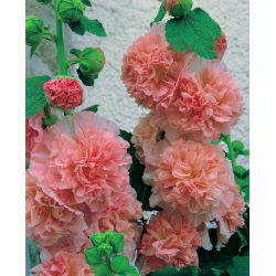 Stokkrose - Peaches and Dreams - Alcea 