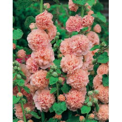 Stokkrose - Peaches and Dreams - Alcea 