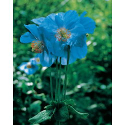 Meconopsis Betonicifolia, Himalayan Poppy - bulb / tuber / root