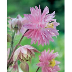 Akvilegija, Columbine, Baka's Bonnet Pink Barlow - lukovica / gomolj / korijen - Aquilegia vulgaris