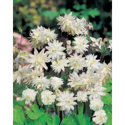 Akvilegija, Kolumbina, baka Bonnet Bijela Barlow - lukovica / gomolj / korijen - Aquilegia vulgaris