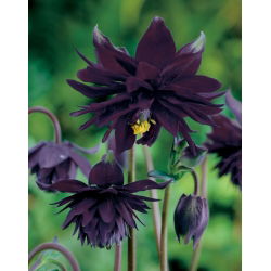 Akvilegija, Columbine, bakina čizma Crna Barlow - lukovica / gomolj / korijen - Aquilegia vulgaris
