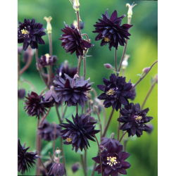 Akvilegija, Columbine, bakina čizma Crna Barlow - lukovica / gomolj / korijen - Aquilegia vulgaris