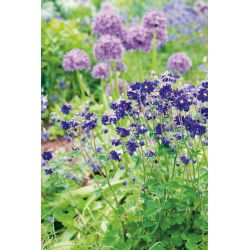Akvilegija, Kolumbina, Baka's Bonnet Blue Barlow - lukovica / gomolj / korijen - Aquilegia vulgaris