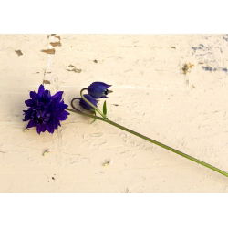 Akvilegija, Kolumbina, Baka's Bonnet Blue Barlow - lukovica / gomolj / korijen - Aquilegia vulgaris