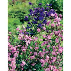 Akvilegija, Columbine, Baka's Bonnet Pink Barlow - lukovica / gomolj / korijen - Aquilegia vulgaris