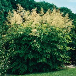 Aruncus dioicus