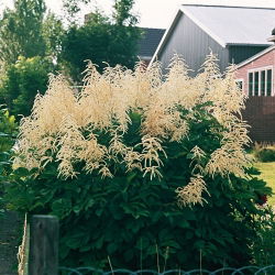 Aruncus dioicus