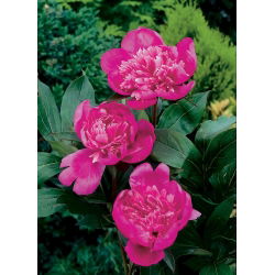 Pionslekta - Edulis Superba - Paeonia