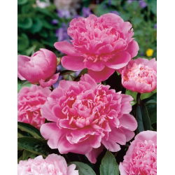 Pionslekta - Edulis Superba - Paeonia