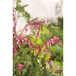 Gebroken hartje - Valentine - Dicentra spectabilis