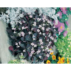 Oxalis triangularis - paket med 5 stycken