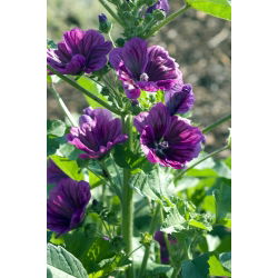 Common mallow, Cheeses, High mallow, Tall mallow (Malva sylvestris var. Mauritiana) - 200 seeds