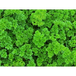 Pētersīļi - mixed - 3000 sēklas - Petroselinum crispum