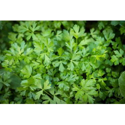 Pētersīļi - mixed - 3000 sēklas - Petroselinum crispum